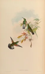 Eupherusa eximia